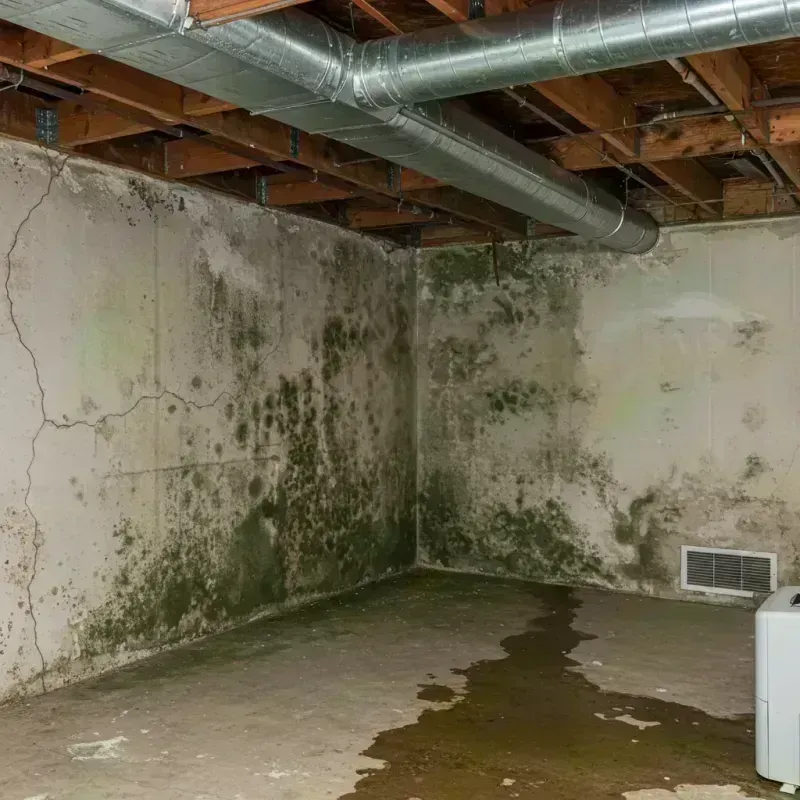 Professional Mold Removal in Green Park, MO